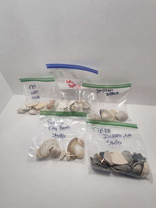 Seashells From Beaches Across The United States - Beaches - Beach House - Beach Decor - Shells - Sea Shells - Seashells