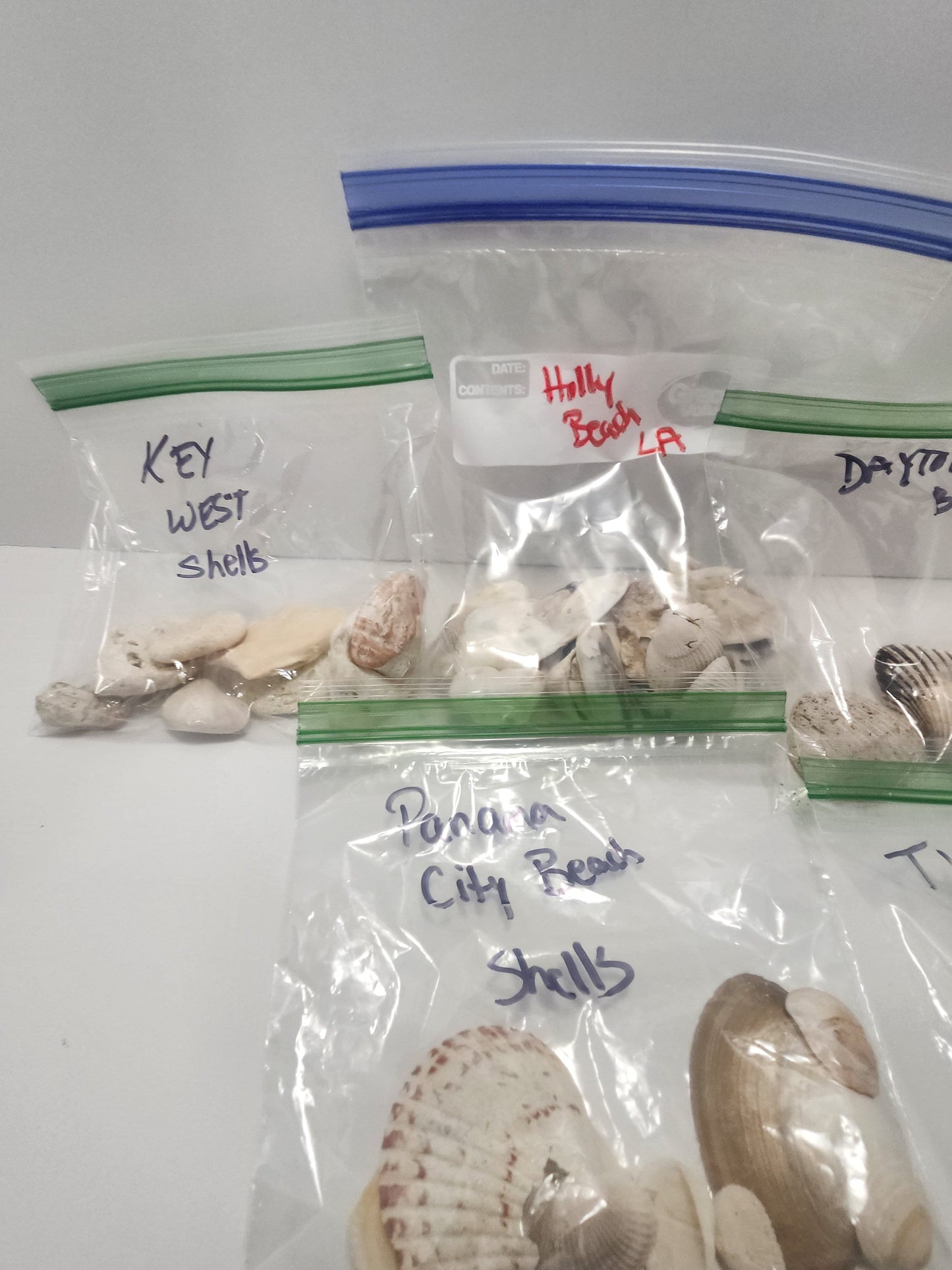 Seashells From Beaches Across The United States - Beaches - Beach House - Beach Decor - Shells - Sea Shells - Seashells