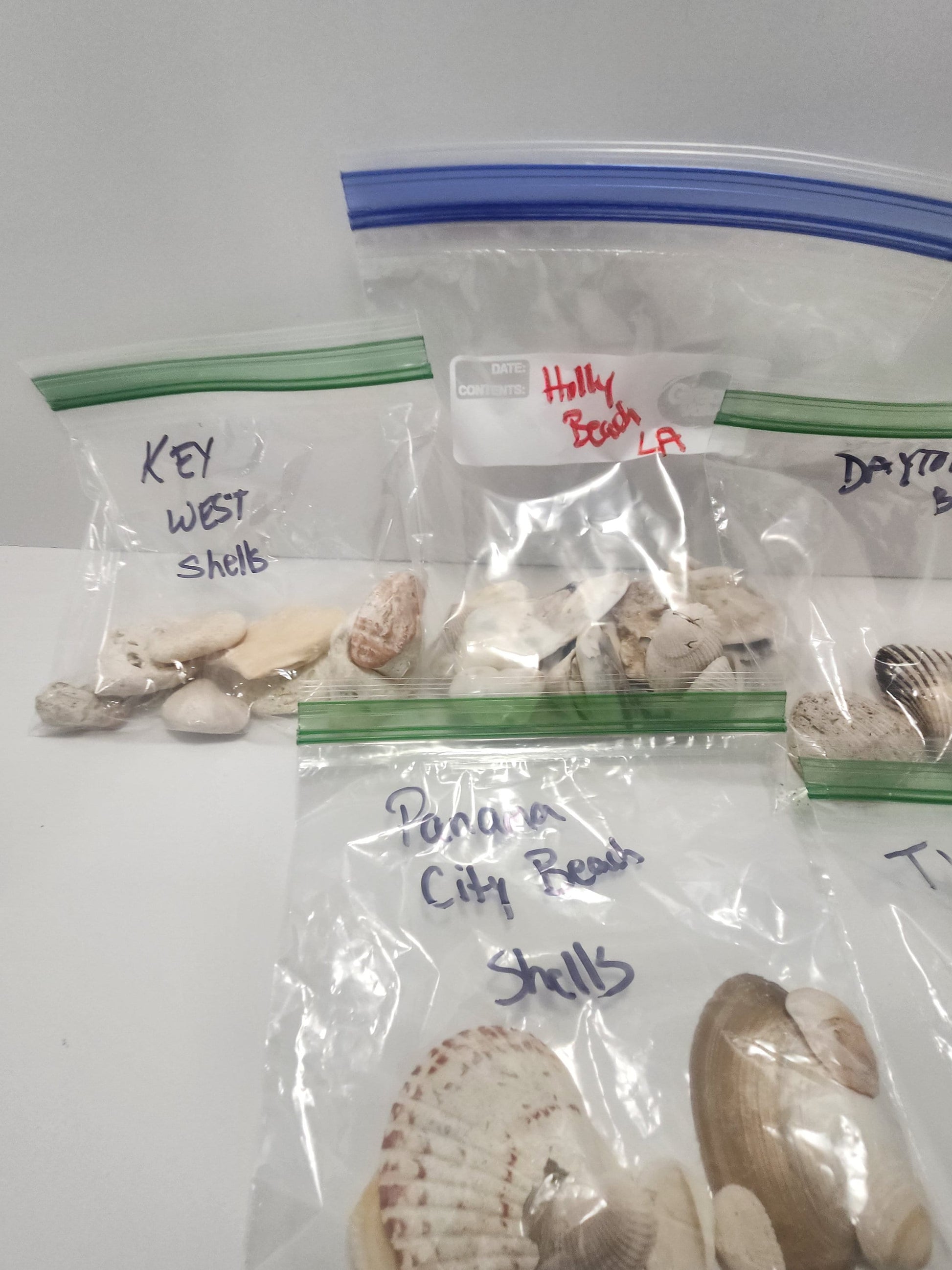 Seashells From Beaches Across The United States - Beaches - Beach House - Beach Decor - Shells - Sea Shells - Seashells