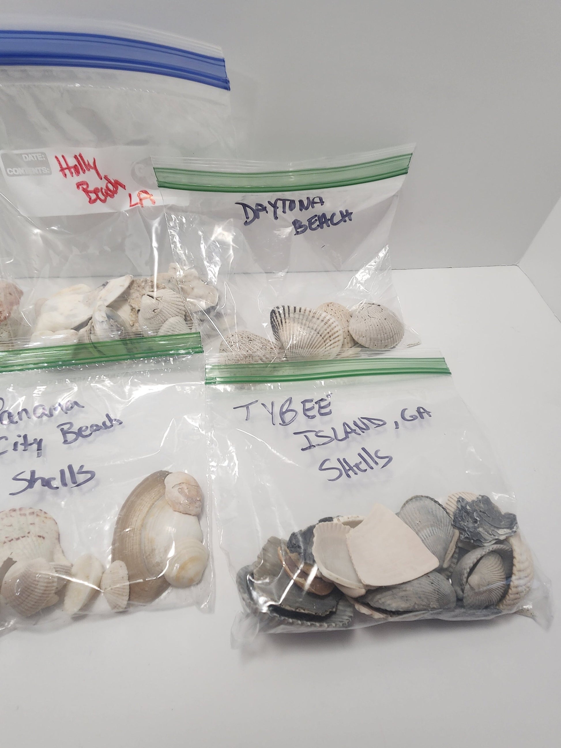 Seashells From Beaches Across The United States - Beaches - Beach House - Beach Decor - Shells - Sea Shells - Seashells