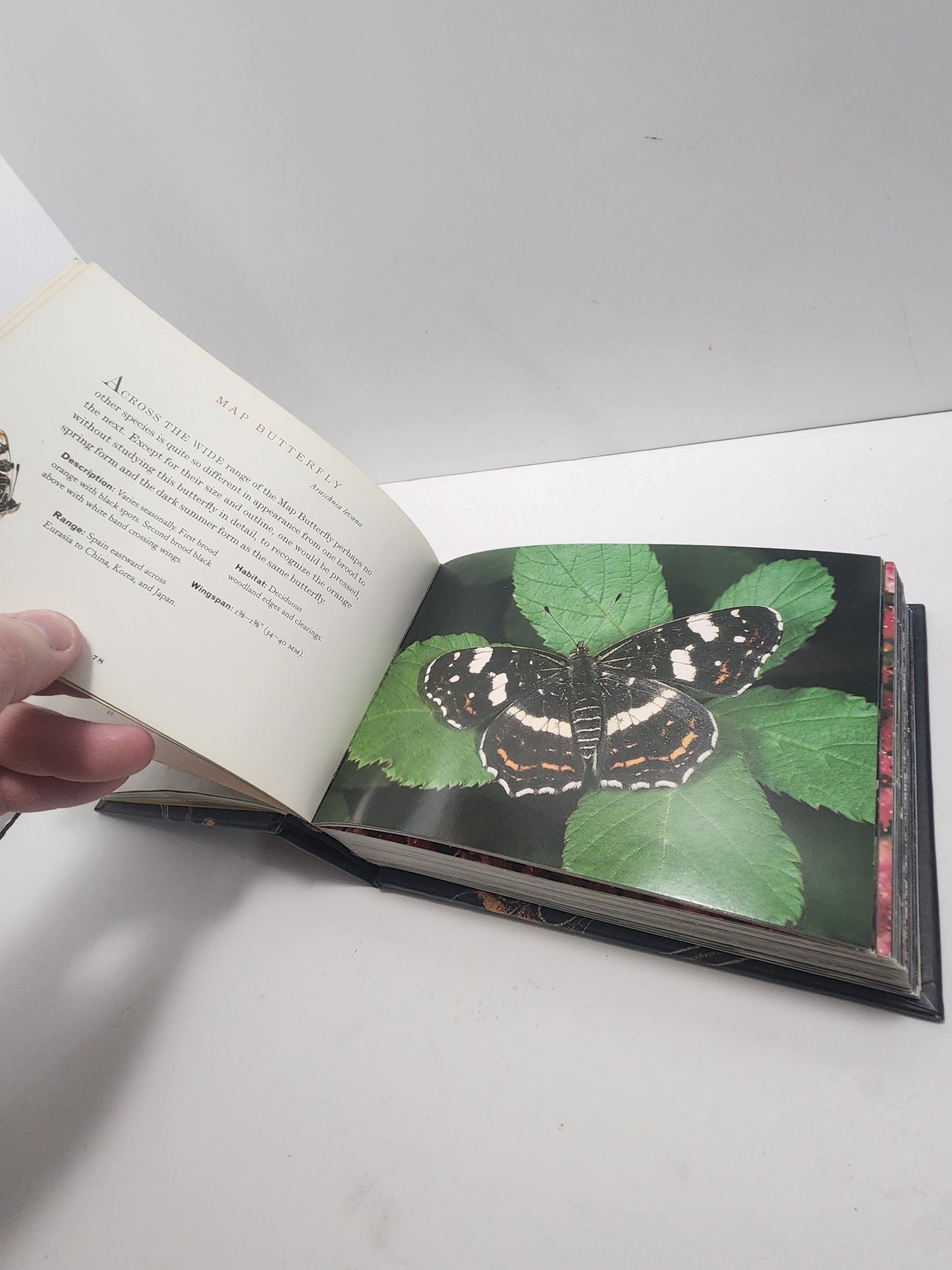 2004 Vintage The World Of Butterflies Book - Books - Animals - Animal Books - Insects - Butterfly - Butterflies - Butterfly Gift