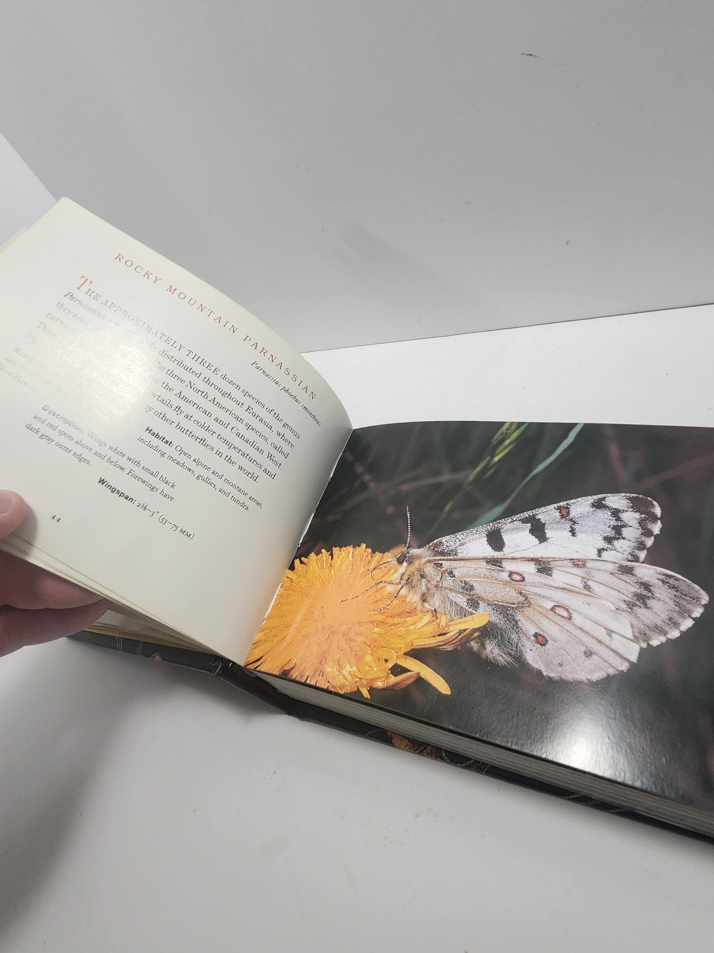 2004 Vintage The World Of Butterflies Book - Books - Animals - Animal Books - Insects - Butterfly - Butterflies - Butterfly Gift