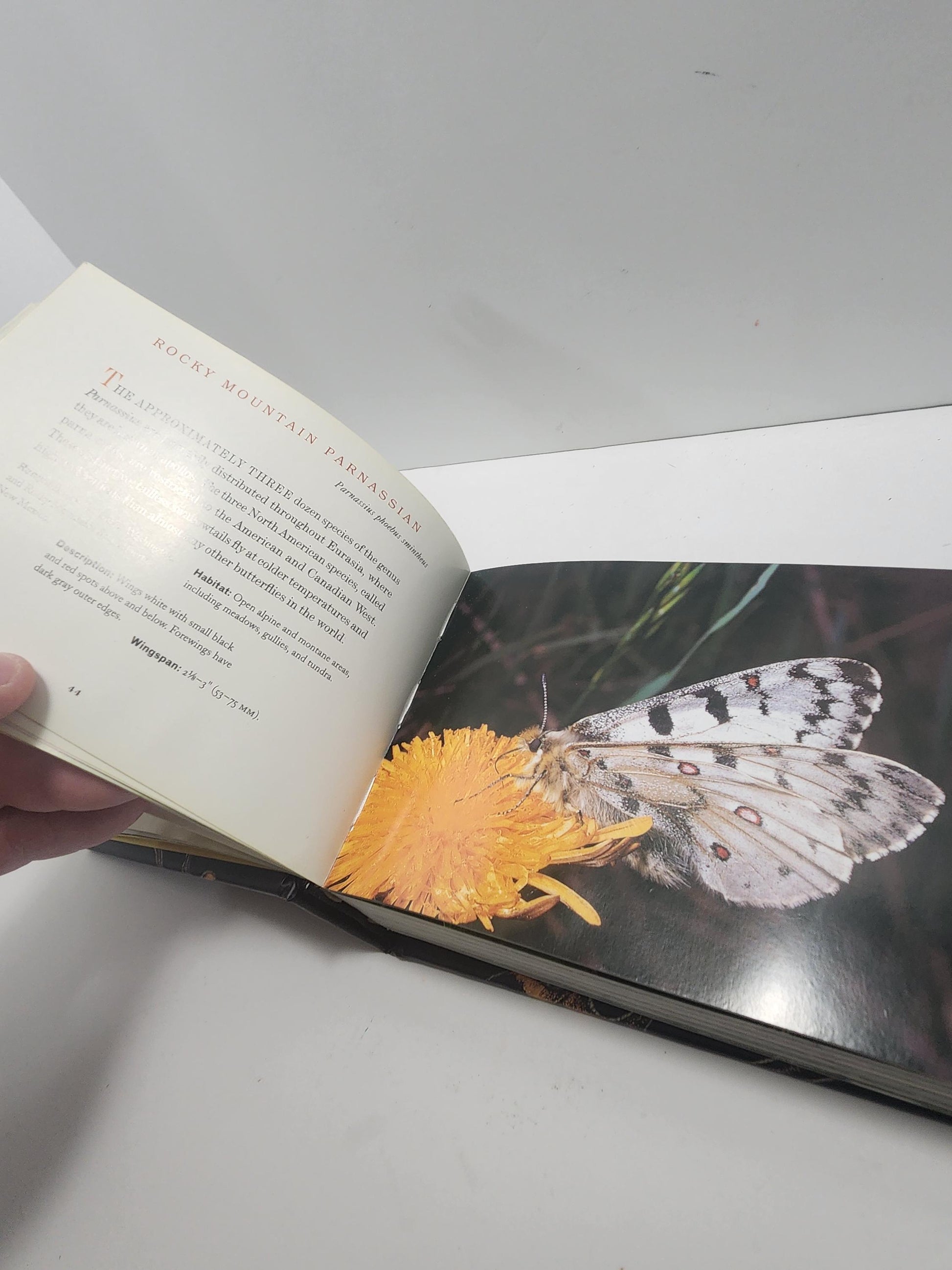 2004 Vintage The World Of Butterflies Book - Books - Animals - Animal Books - Insects - Butterfly - Butterflies - Butterfly Gift