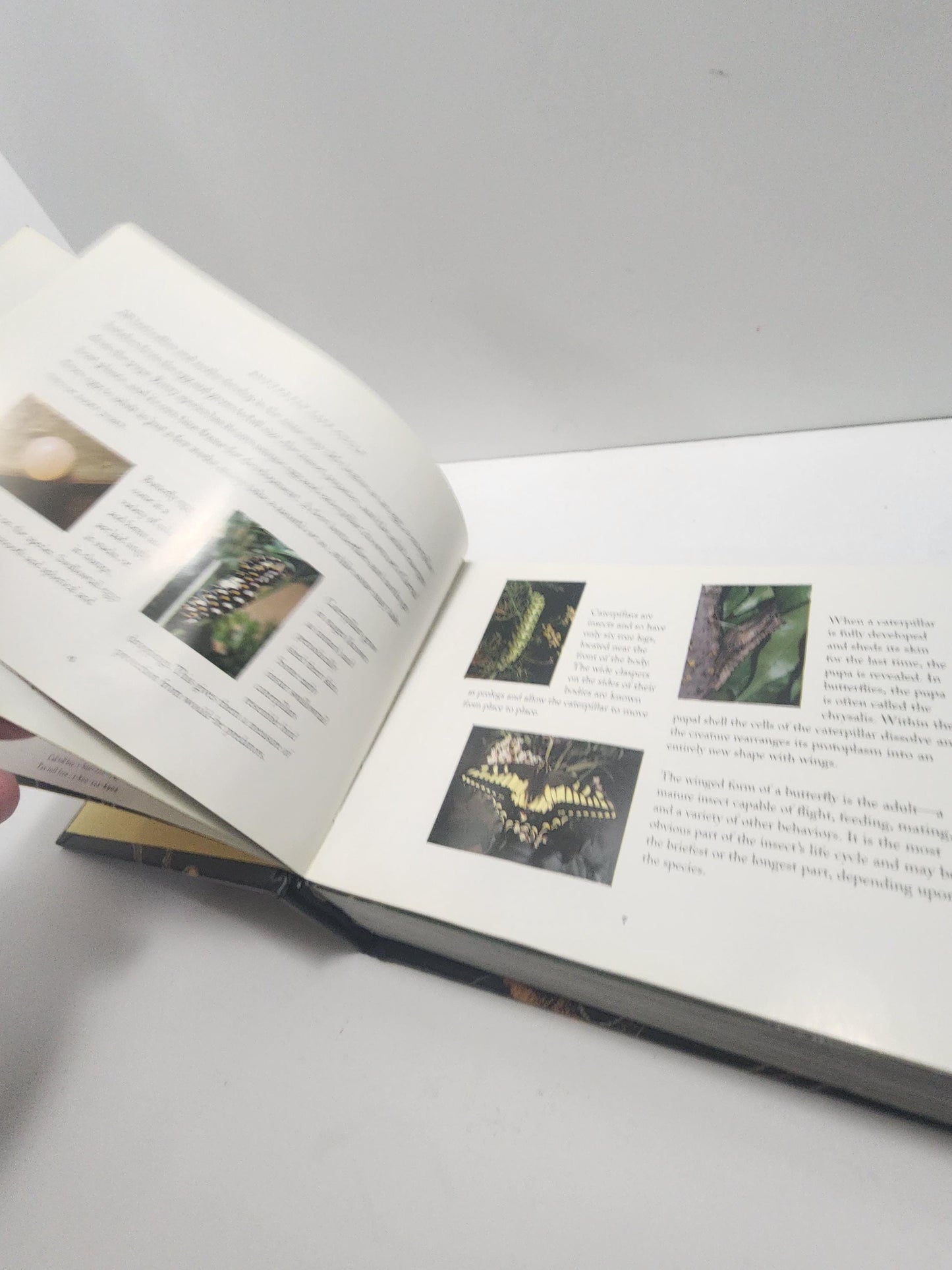 2004 Vintage The World Of Butterflies Book - Books - Animals - Animal Books - Insects - Butterfly - Butterflies - Butterfly Gift