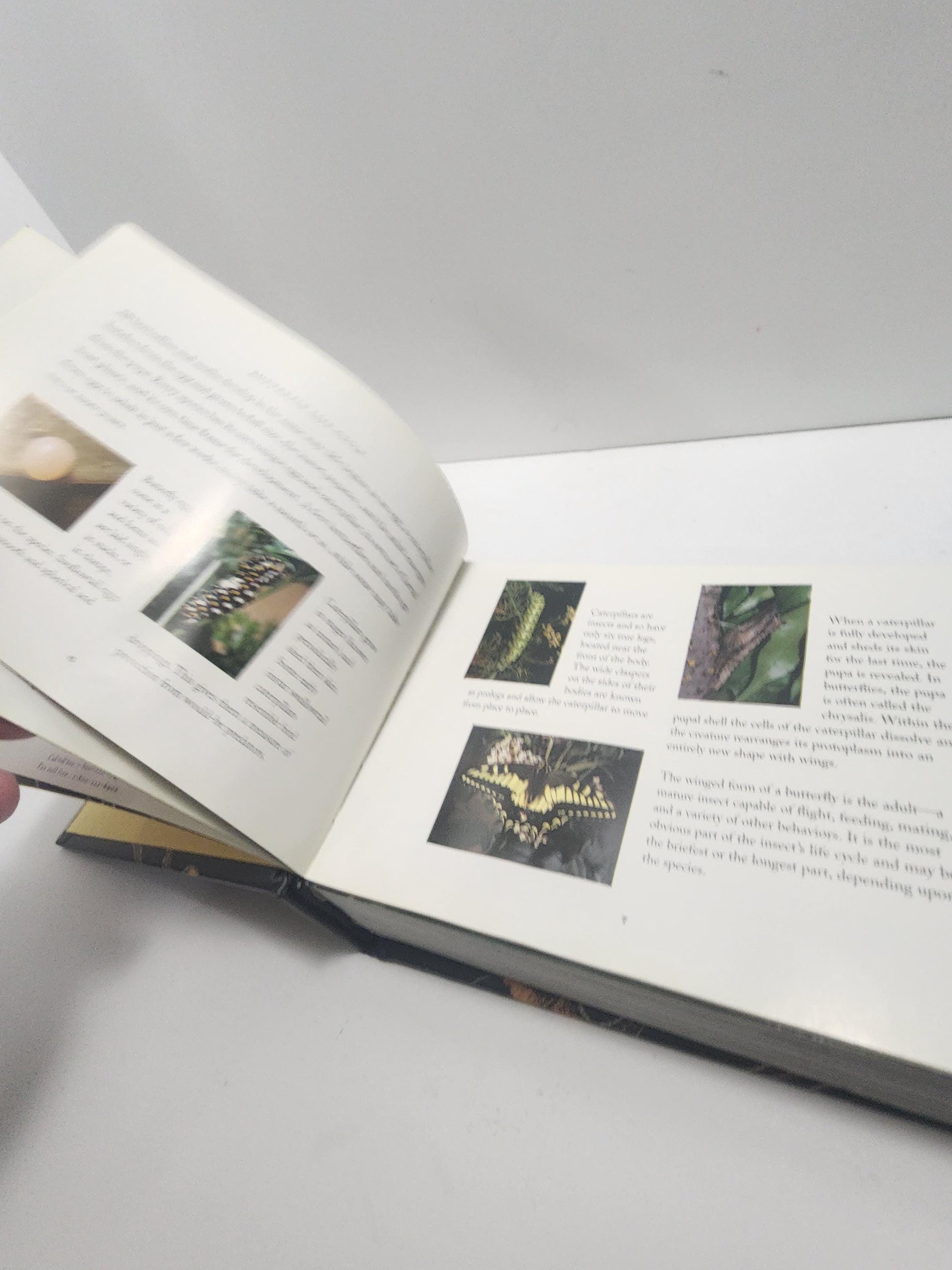 2004 Vintage The World Of Butterflies Book - Books - Animals - Animal Books - Insects - Butterfly - Butterflies - Butterfly Gift