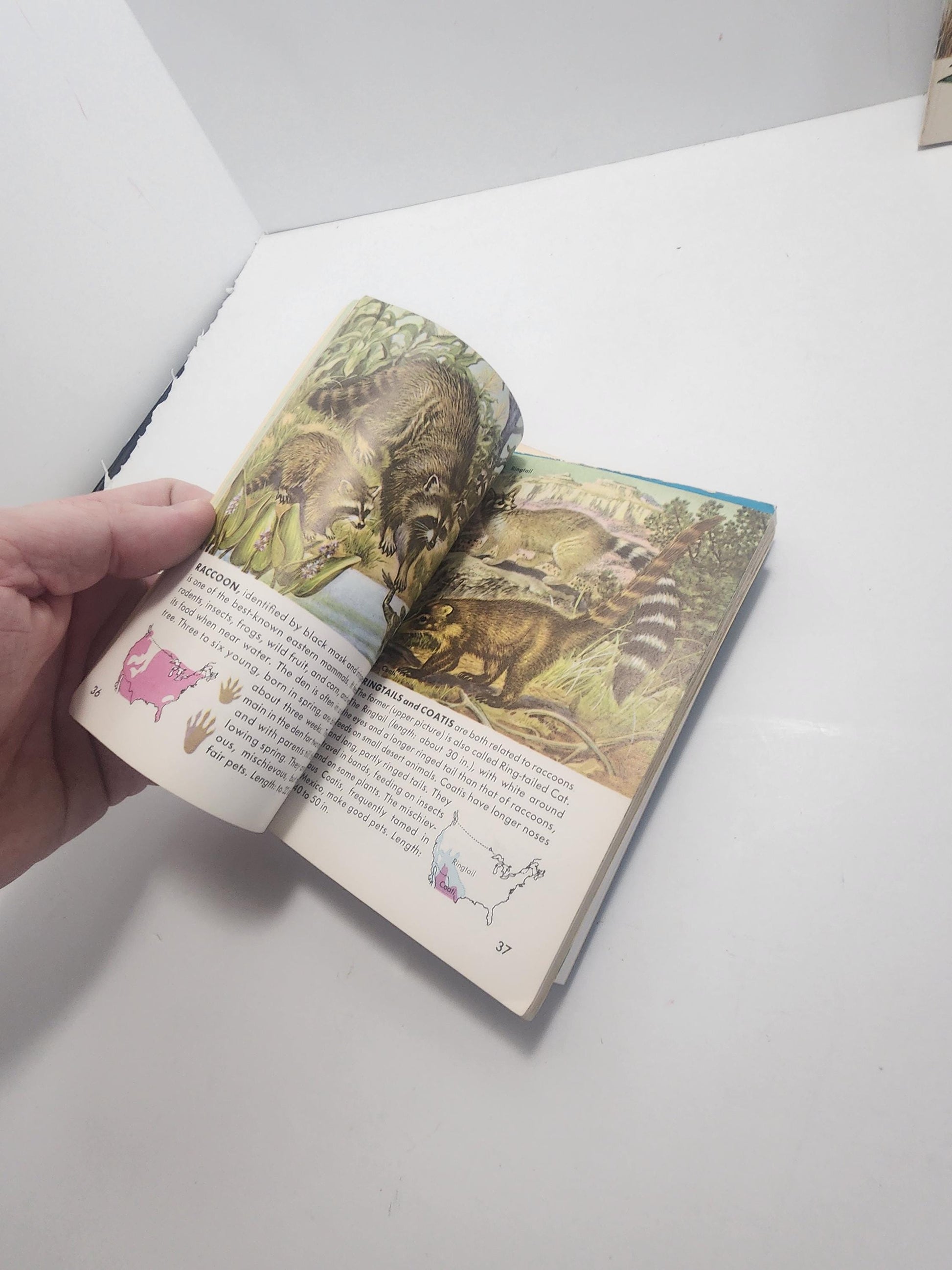 1950s Vintage Animal Guide & Information Books Lot of 5 - Animals - Animal Books - Vintage Books - Animal Gift - Birds - Reptiles