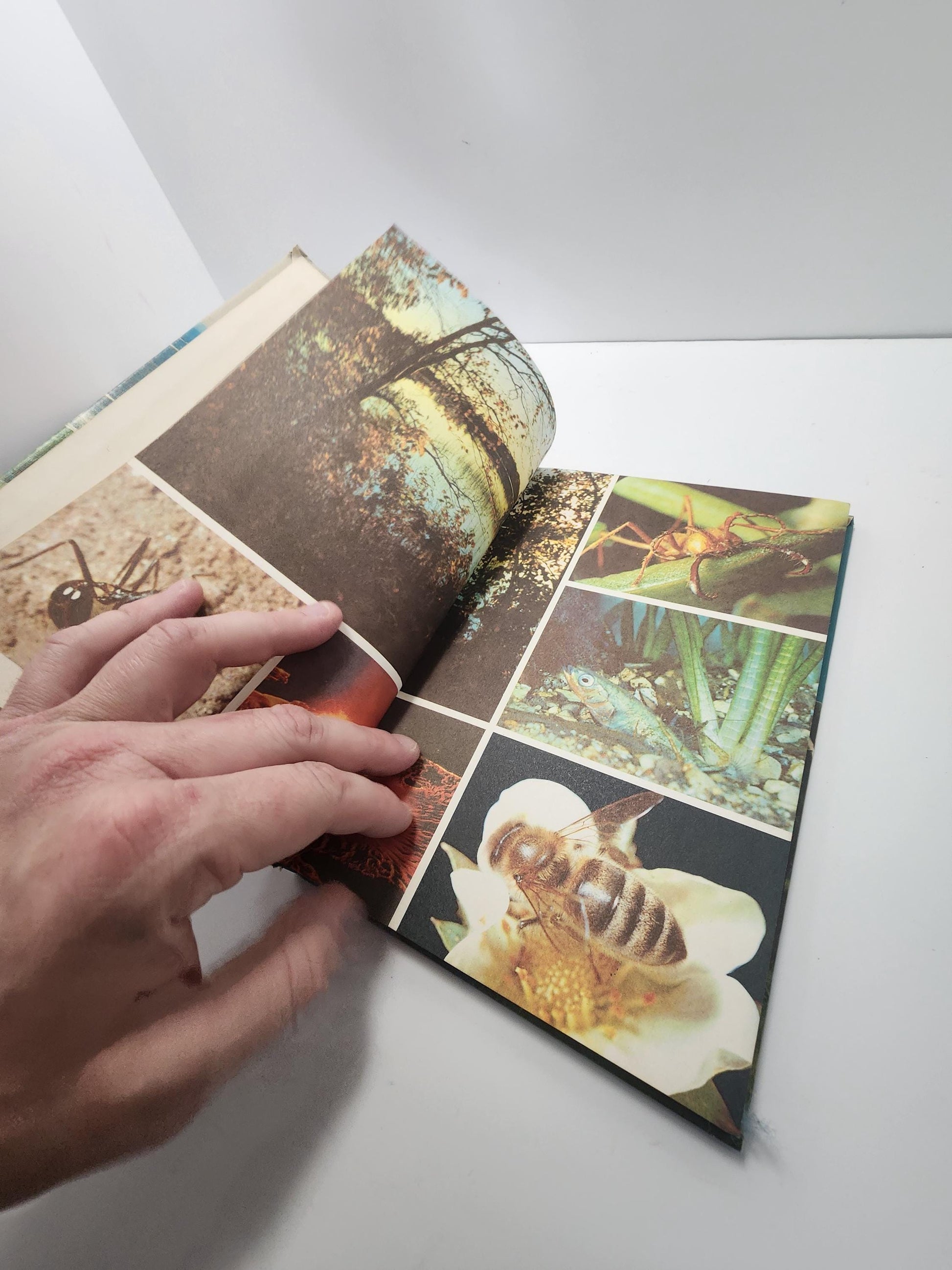 1980s RARE Walt Disney Books - 101 Dalmations - 101 Dalmations Books - The Secret Life Of Walt Disney - Walt Disney - Disney Books