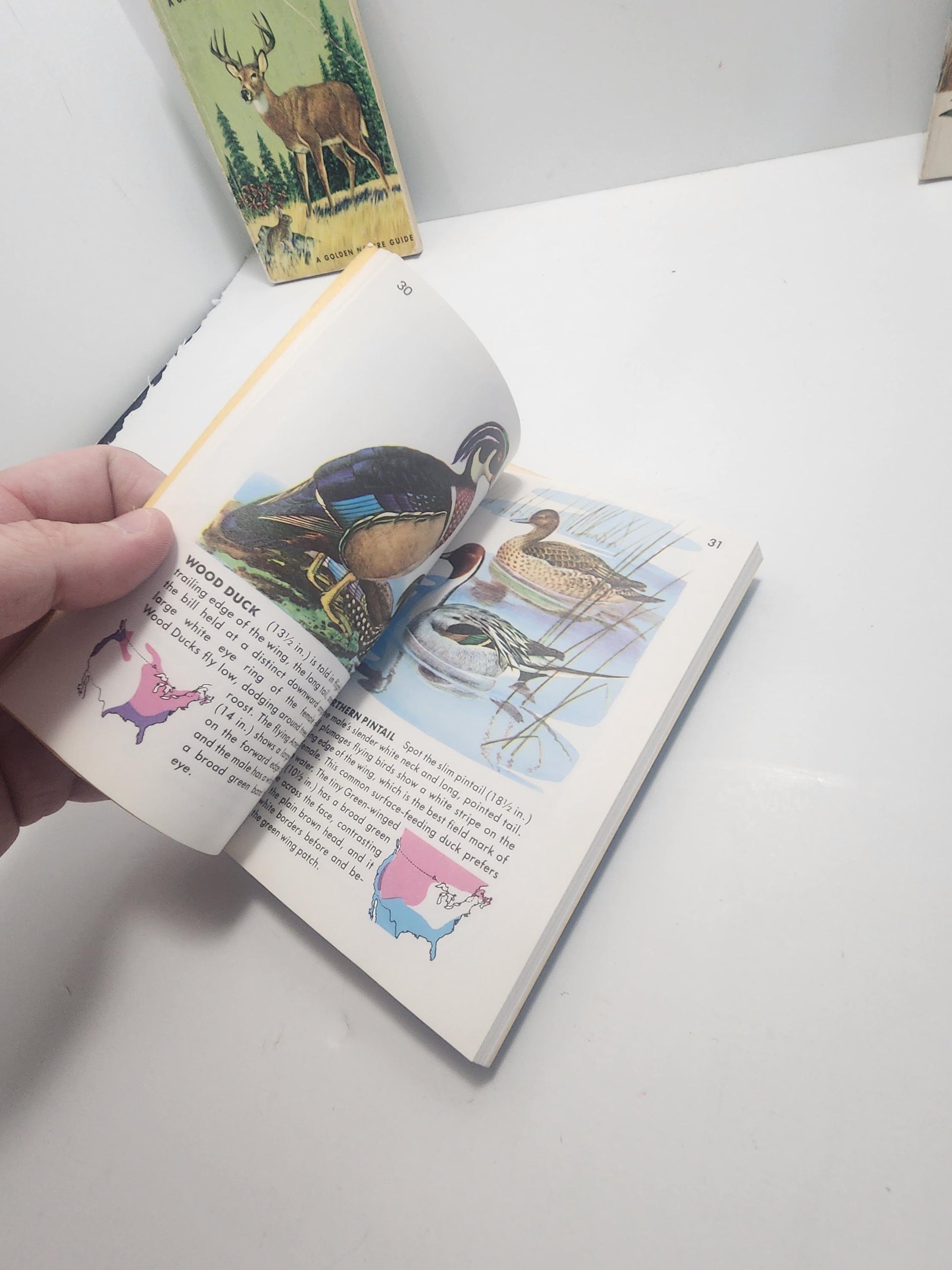 1950s Vintage Animal Guide & Information Books Lot of 5 - Animals - Animal Books - Vintage Books - Animal Gift - Birds - Reptiles