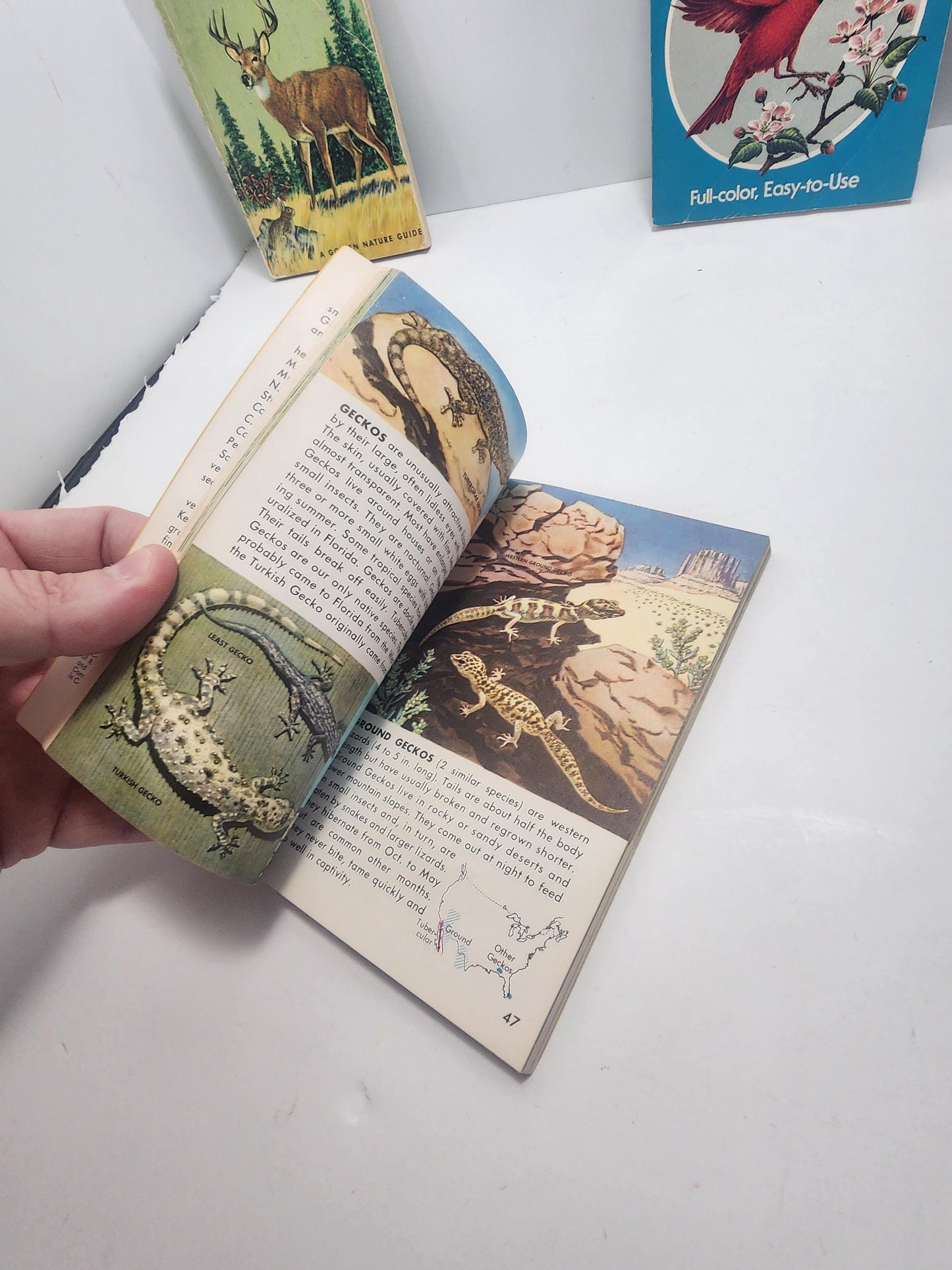 1950s Vintage Animal Guide & Information Books Lot of 5 - Animals - Animal Books - Vintage Books - Animal Gift - Birds - Reptiles