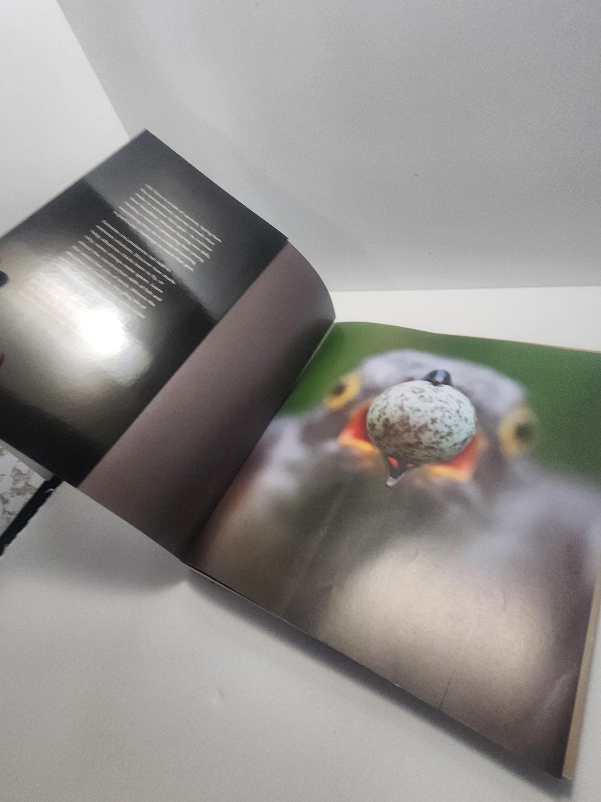 Life Journey, Many Lives One Epic Journey Book - National Geographic - National Geographic Books - Life - Animals - Books - Animal Books