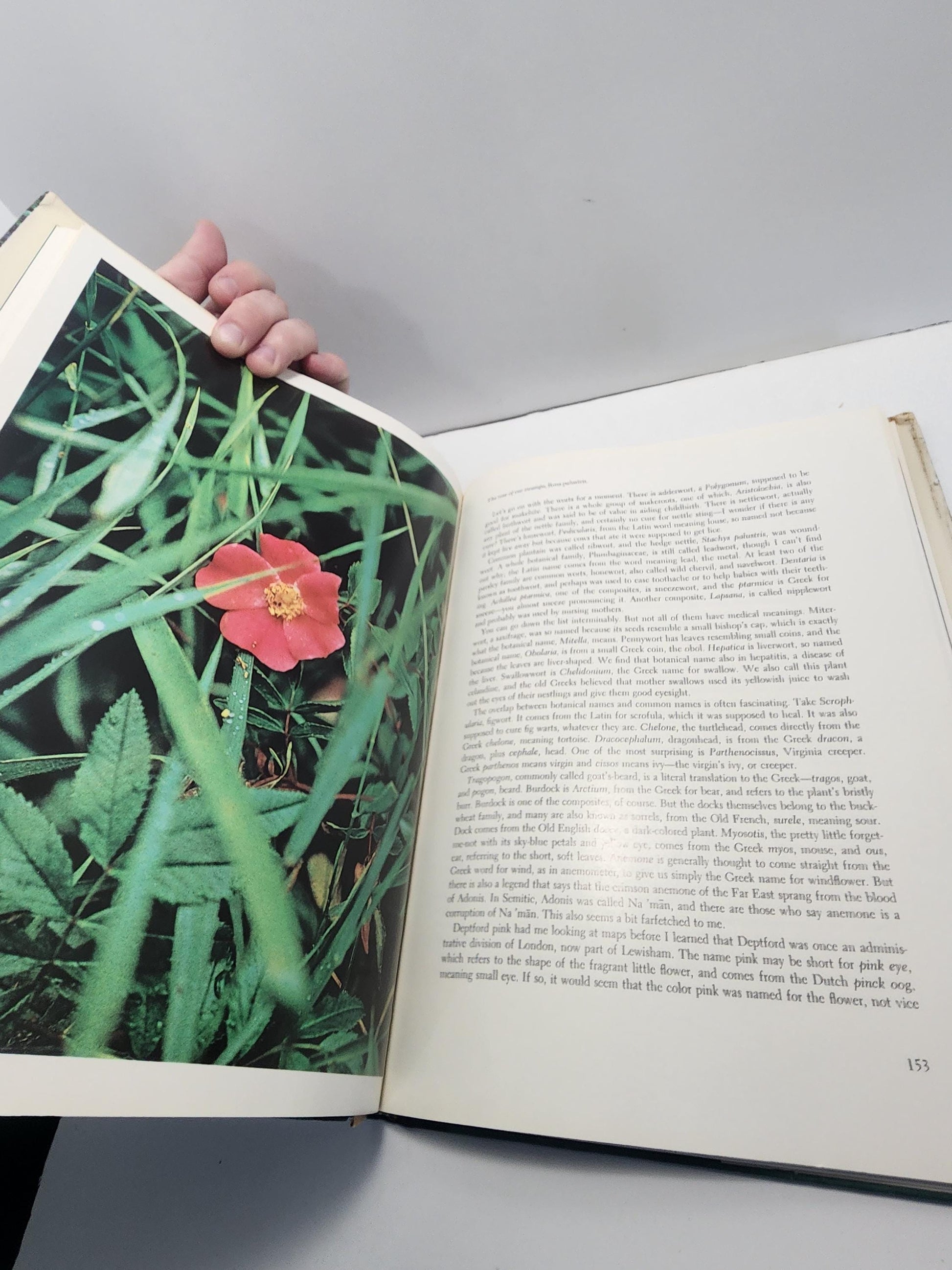 This Good Earth: The View from Audubon Magazine By Les Line 1980's - Magazine Books - Magazines - Audubon Magazine - The Good Earth