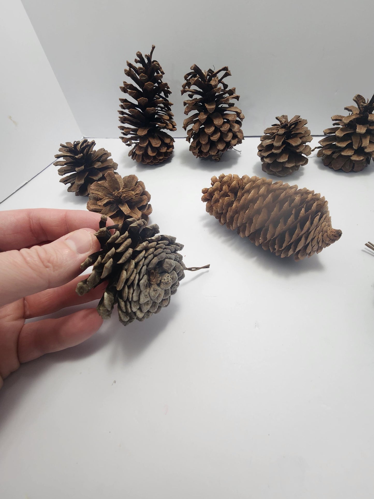 Decorative Pinecones LOT - Decorations - Decor - Outdoors - Pinecones - Christmas - Christmas Decorations